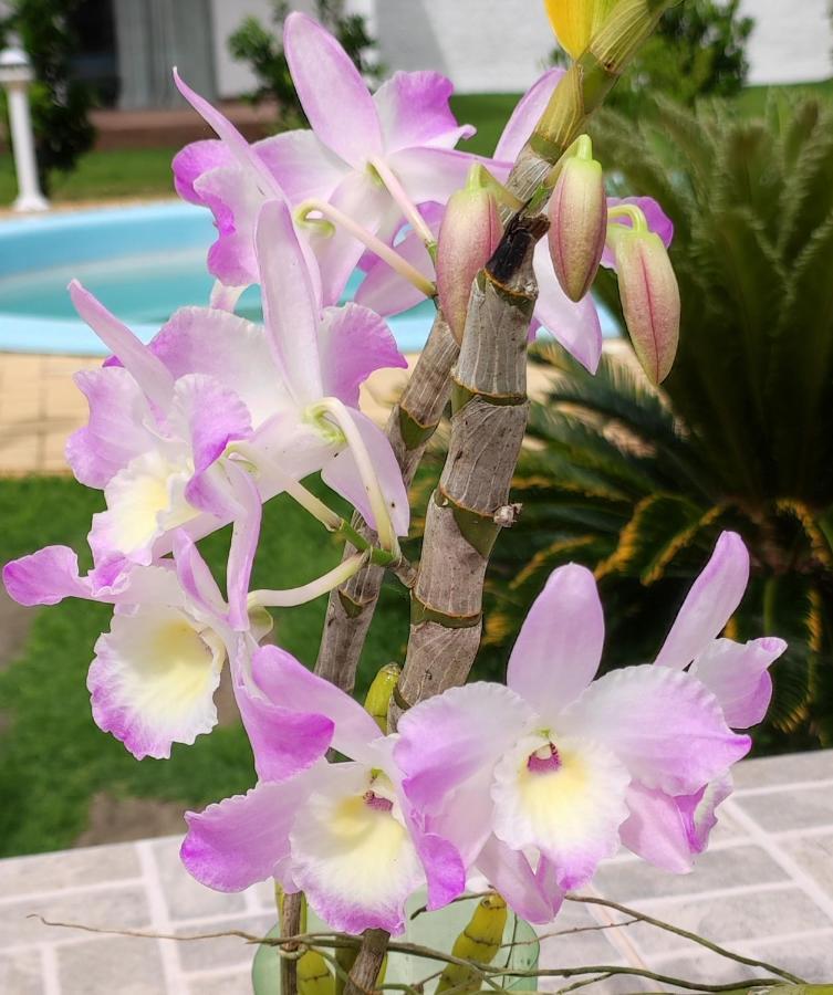 Florianópolis Quinta Do Lapa II 아파트 외부 사진